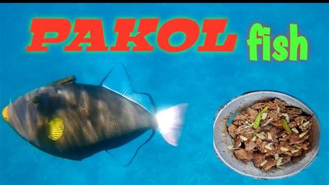 pakol fish|vlog2.